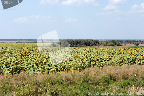 Image of Sunflower field