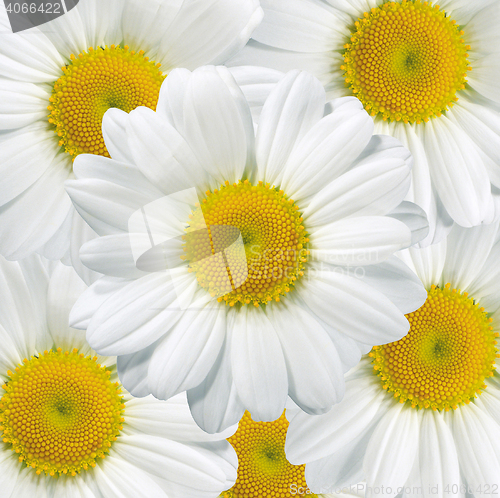 Image of Daisies flower head