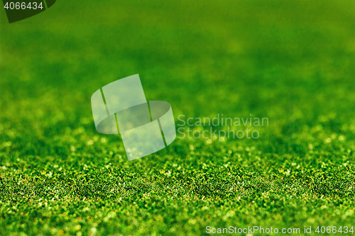 Image of grass close up