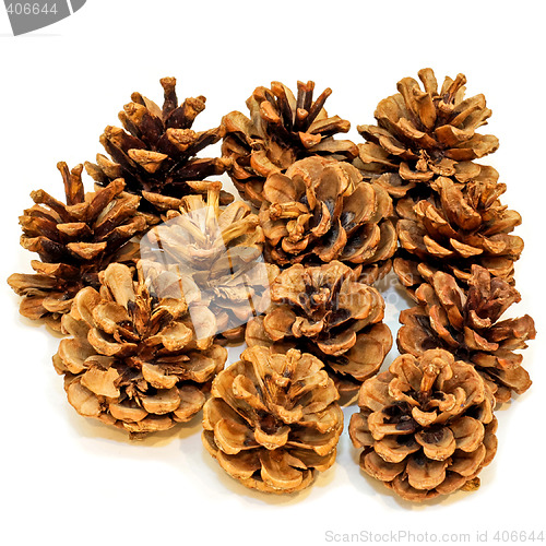 Image of Pine cones