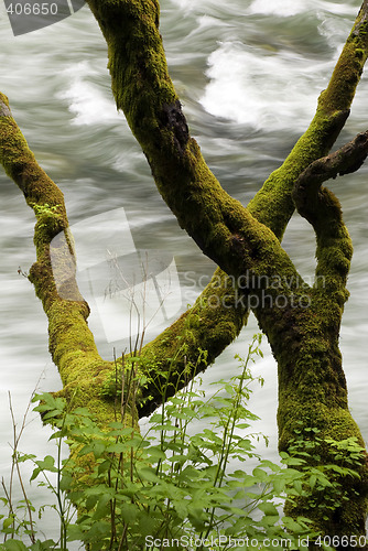 Image of tree