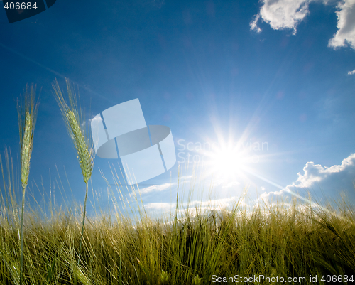 Image of Green wheat field