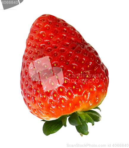 Image of Red berry strawberry isolated