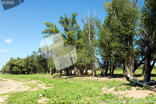 Image of Summer landscape