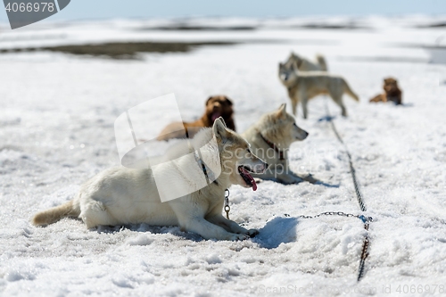 Image of Siberian Husky in snow