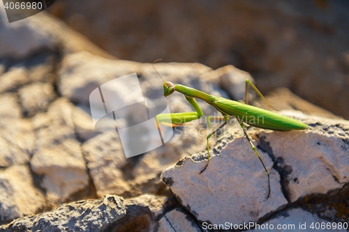 Image of Praying mantison the rocks