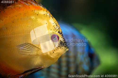 Image of Colorful tropical fish