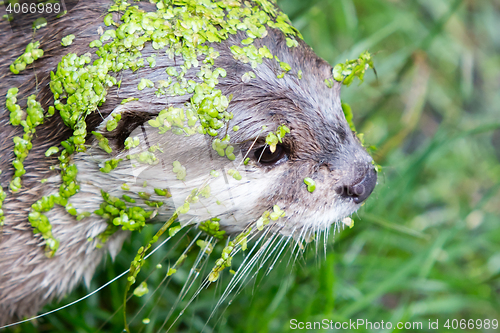 Image of Small claw otter covered in duckweed