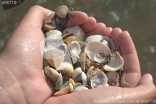 Image of A handfull of seashells.