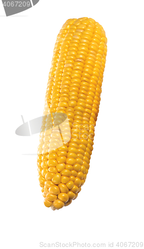 Image of corn isolated on white