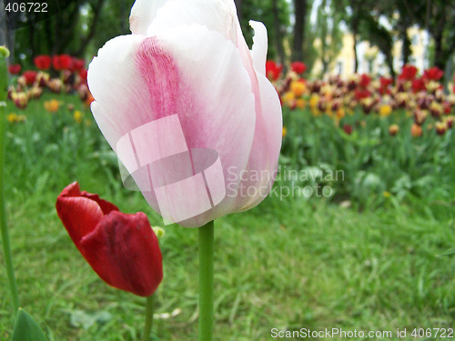 Image of Pink tulips