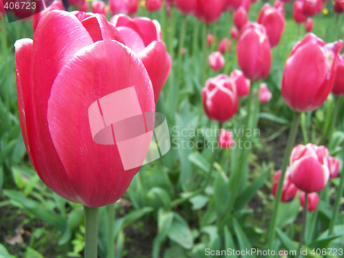 Image of Red tulip.