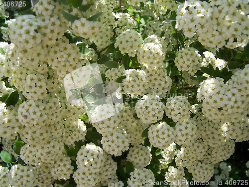 Image of Many little white flowers
