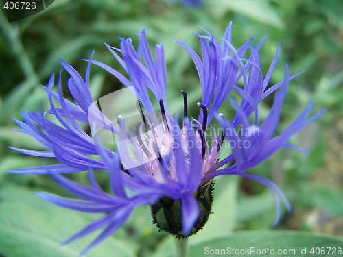 Image of Blue cornflower