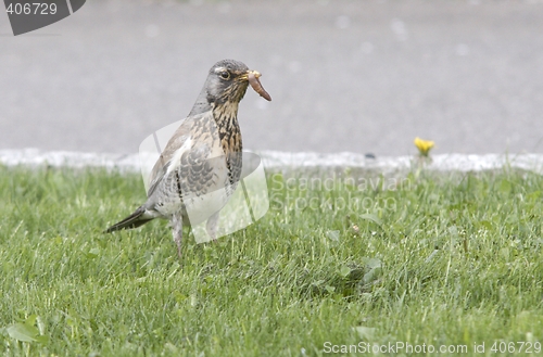 Image of Fieldfare in the grass.