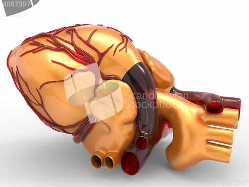 Image of Model of artificial human heart 3d rendering