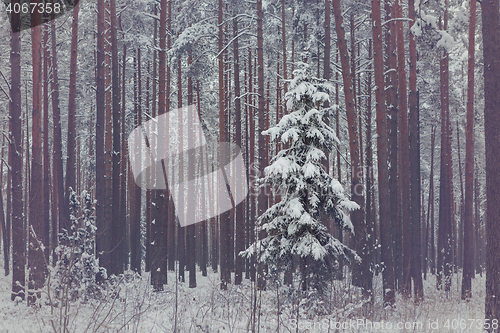 Image of Lonely spruce in winter forrest