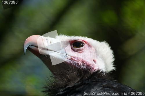 Image of White-Headed Vulture (Trigonoceps occipitalis)