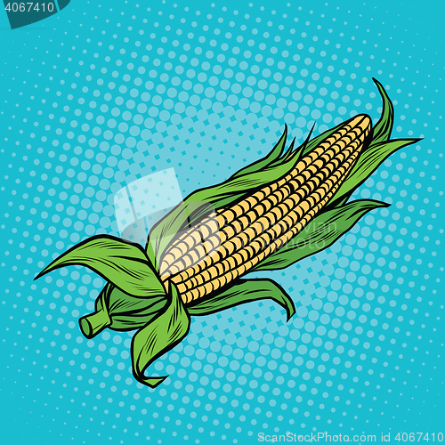 Image of Ear of corn, harvest, agriculture