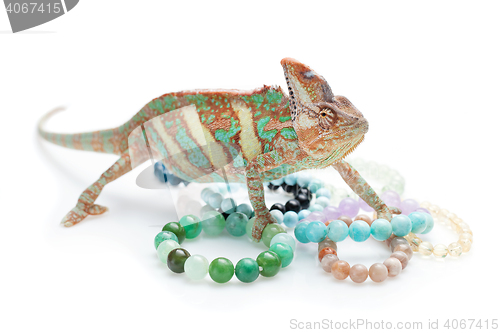 Image of Beautiful chameleon with natural stone bracelets