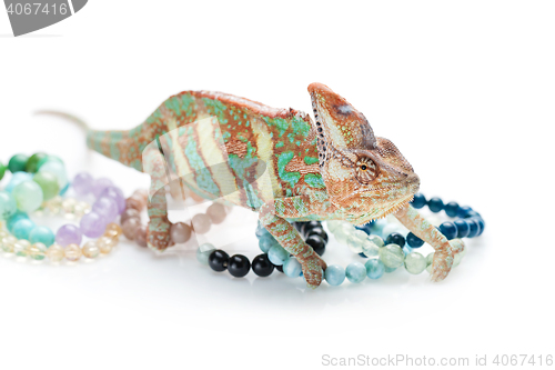 Image of Beautiful chameleon with natural stone bracelets