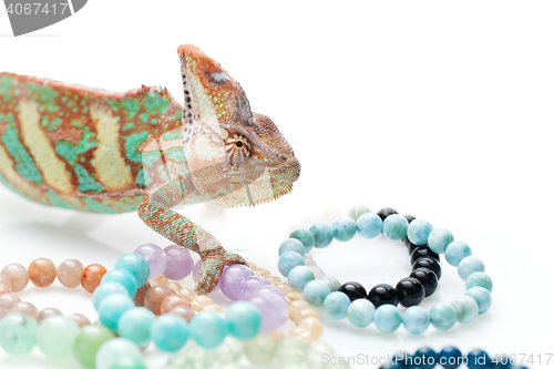 Image of Beautiful chameleon with natural stone bracelets