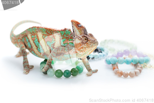 Image of Beautiful chameleon with natural stone bracelets