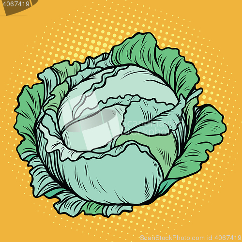 Image of Cabbage, healthy vegetarian food, farm product