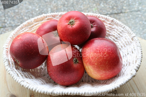 Image of Swedish apples - Ingrid Marie