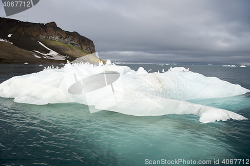 Image of Seagulls on the iceberg