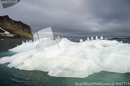 Image of Seagulls on the iceberg