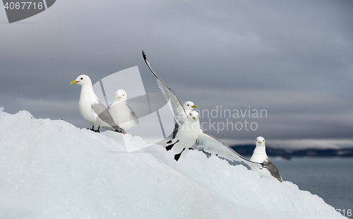 Image of Seagulls on the iceberg