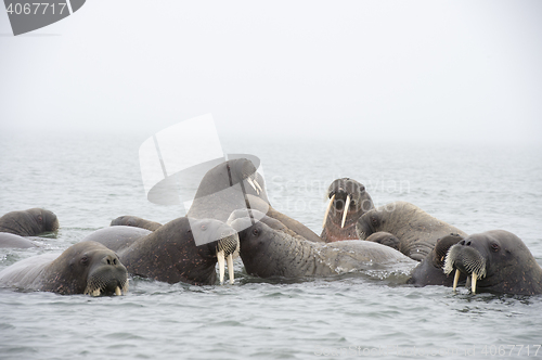Image of Walruses in the water