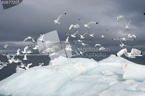 Image of Seagulls on the iceberg