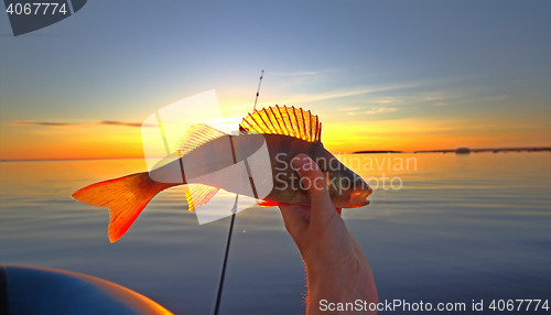 Image of summer catching fishing of a perch in the evening