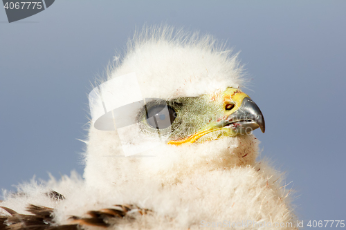 Image of Rough-legged Buzzard chick. Novaya Zemlya Archipelago. Arctic