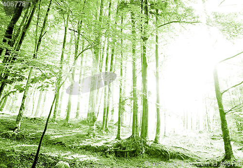 Image of Green forest