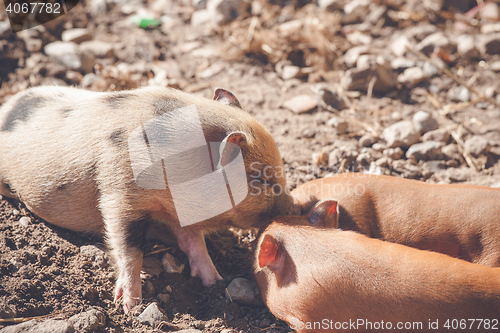 Image of Brown piglets at a farm