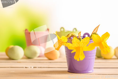 Image of Daffodils in a purple flowerpot