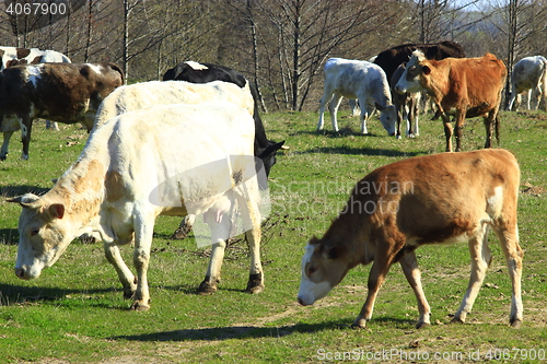 Image of cows on the pasture