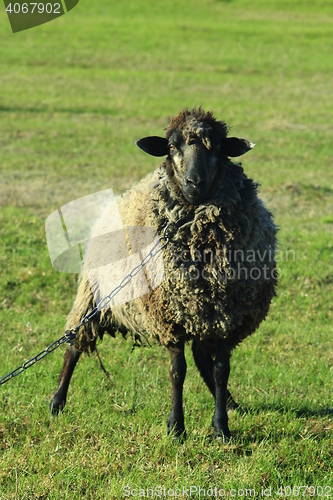 Image of sheep grazing on the grass