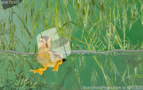 Image of Little baby of duck swimming