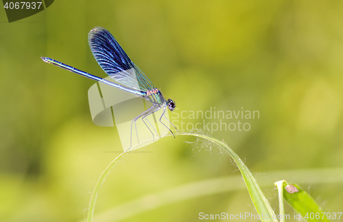 Image of Dragonfly outdoor (coleopteres splendens)