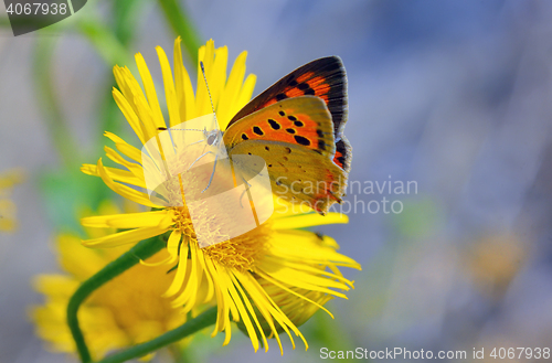 Image of Common Blue (Polyomathus icarus) butterfly