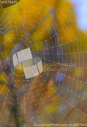 Image of Autumn spiderweb closeup