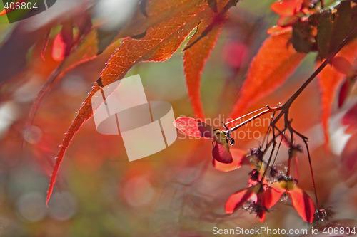 Image of Japanese Maple (Acer palmatum Atropurpureum)