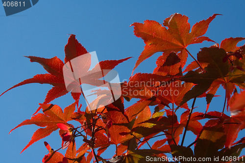 Image of Japanese Maple (Acer palmatum Atropurpureum)