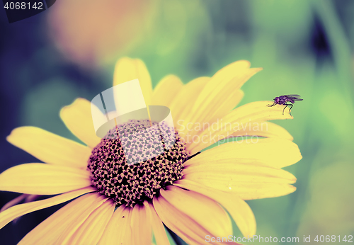 Image of Fly on a yellow flower
