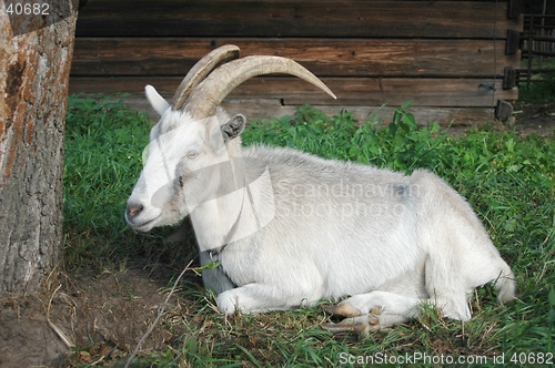 Image of Goat