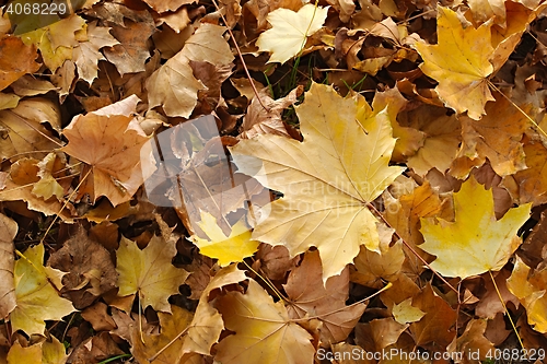 Image of Fallen autumn leaves